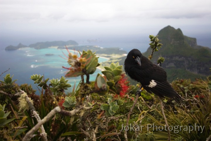 Lord Howe Island_20061211_036.jpg - Currawong on top of Mt Gower, Lord Howe Island